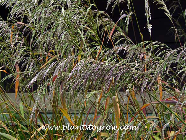 Nice color combination from the floral inflorescence and the foliage of this native grass.